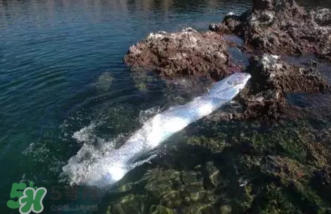 皇帶魚吃什么？皇帶魚吃人嗎？