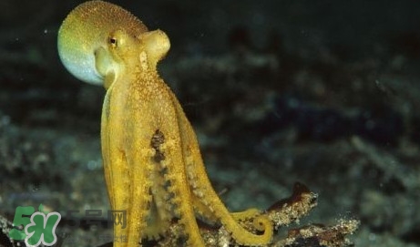 八帶魚怎么洗？八爪魚怎么處理干凈