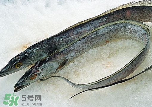 帶魚為什么都是死的？帶魚為什么出水就死？