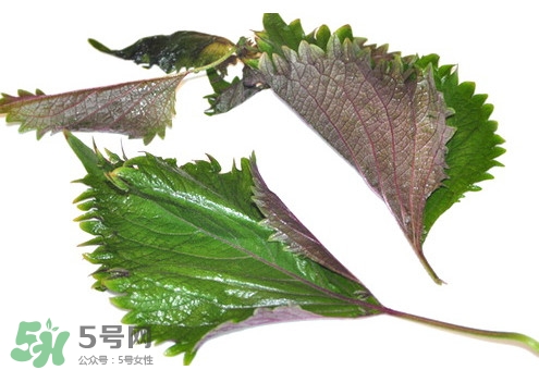 紫蘇葉的食用方法 曬干紫蘇葉的吃法 紫蘇葉的食用方法 曬干紫蘇葉的吃法