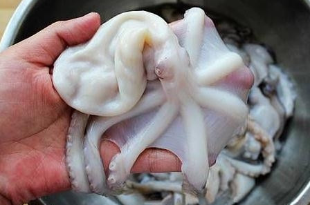 章魚是魚嗎？章魚有什么營養(yǎng)價值？