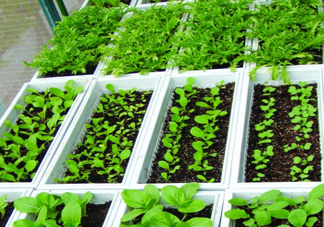 入伏種什么菜？入伏適合種哪些蔬菜？