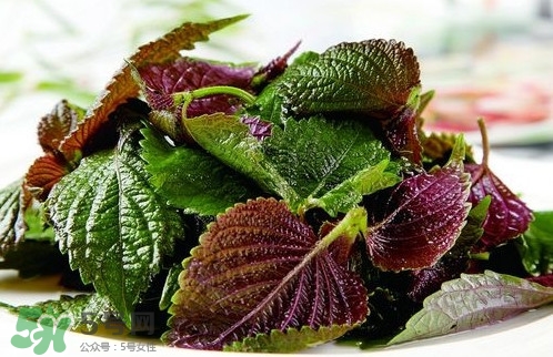 紫蘇葉的食用方法 曬干紫蘇葉的吃法 紫蘇葉的食用方法 曬干紫蘇葉的吃法