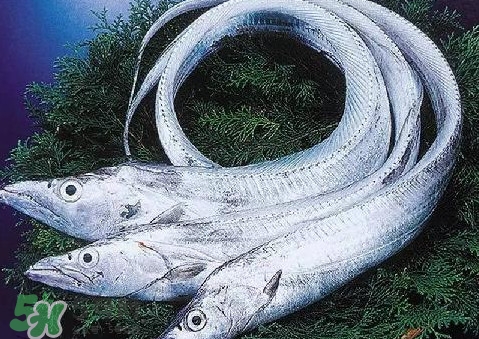 帶魚為什么都是死的？帶魚為什么出水就死？