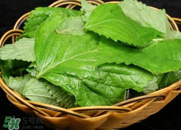 新鮮紫蘇葉怎么吃？紫蘇葉的吃法