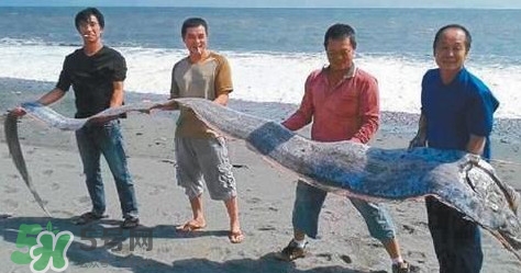 皇帶魚(yú)多少錢(qián)一斤？皇帶魚(yú)的價(jià)格
