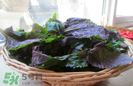 紫蘇葉的食用方法 曬干紫蘇葉的吃法 紫蘇葉的食用方法 曬干紫蘇葉的吃法