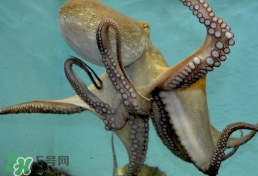 章魚是烏賊嗎？章魚與烏賊的區(qū)別