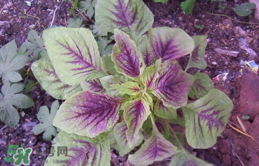 紫蘇是莧菜嗎？紫蘇和莧菜的區(qū)別