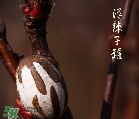 洋辣子罐怎么吃？洋辣子罐有什么營養(yǎng)價(jià)值