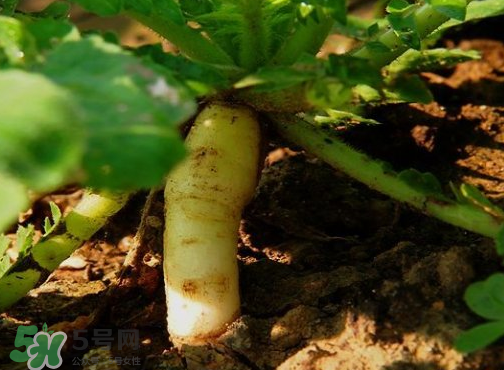 頭伏蘿卜二伏菜是什么意思？頭伏種什么菜？