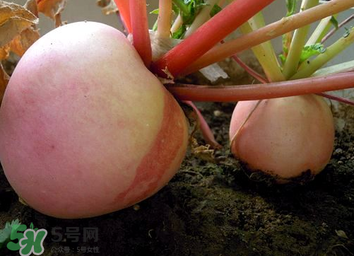 頭伏蘿卜二伏菜是什么意思？頭伏種什么菜？