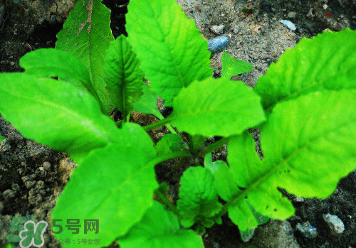 頭伏蘿卜二伏菜是什么意思？頭伏種什么菜？