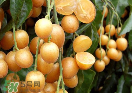 黃皮果可以放冰箱嗎？黃皮果可以放多久