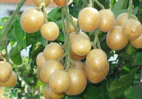 黃皮果可以放冰箱嗎？黃皮果可以放多久