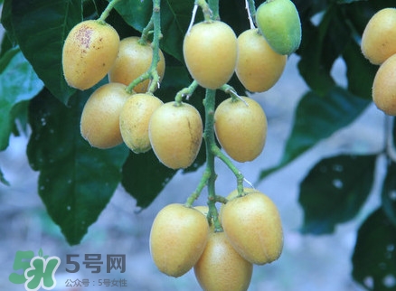 黃皮果什么人不能吃？黃皮果不能和什么一起吃