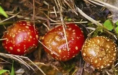 野地瓜哪里可以買到？哪個(gè)地方有種植野地瓜的