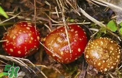 野地瓜是什么？野地瓜好吃嗎