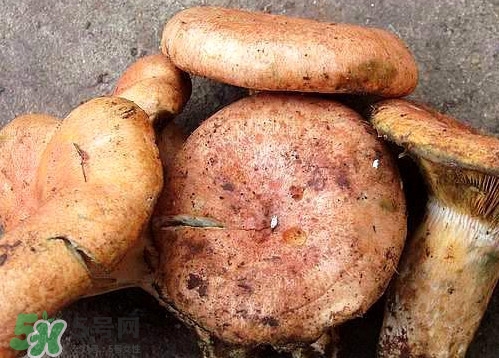 重陽(yáng)菌可以種植嗎？重陽(yáng)菌為什么不能人工種植？