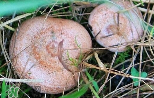 樅樹菌幾月才有？樅樹菌什么時候才有