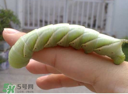 豆丹是什么？豆丹多少錢(qián)一斤？
