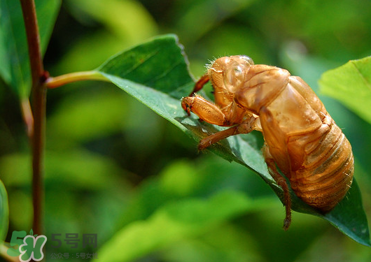 知了殼多少錢(qián)一斤？知了殼多少錢(qián)一斤2017？
