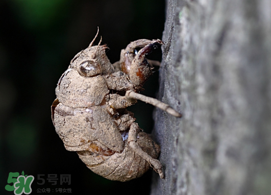 知了殼多少錢(qián)一斤？知了殼多少錢(qián)一斤2017？