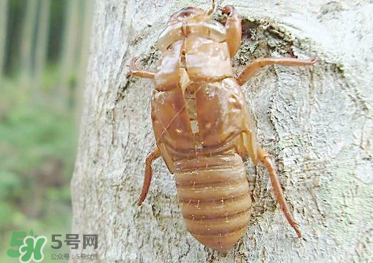 知了殼多少錢(qián)一斤？知了殼多少錢(qián)一斤2017？