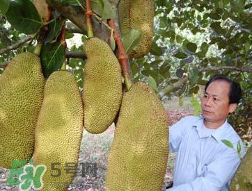 木菠蘿怎樣才算熟？木菠蘿怎么切？