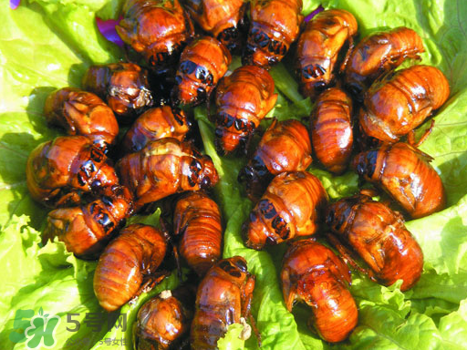 知了猴怎么吃？知了猴什么人不能吃？