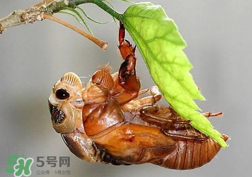 知了猴可以人工養(yǎng)殖嗎？知了猴怎么養(yǎng)殖？