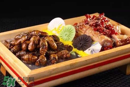 活金蟬怎么保存？活金蟬怎么保存時(shí)間長？