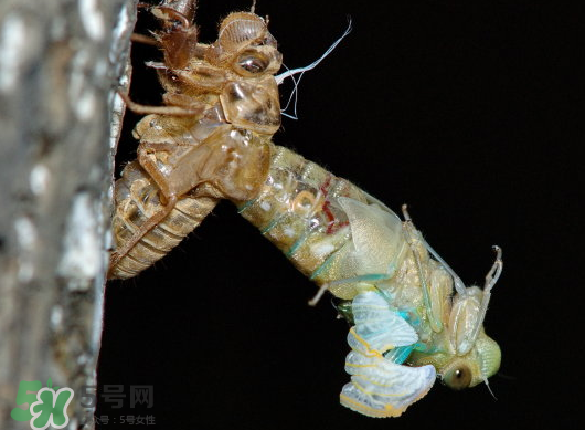 金蟬什么時候出來？金蟬什么時候出土？