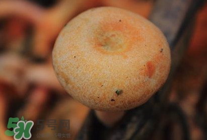 重陽(yáng)菌可以種植嗎？重陽(yáng)菌為什么不能人工種植？