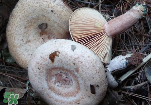 重陽(yáng)菌可以種植嗎？重陽(yáng)菌為什么不能人工種植？