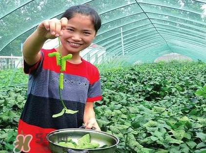 豆丹是什么？豆丹多少錢(qián)一斤？
