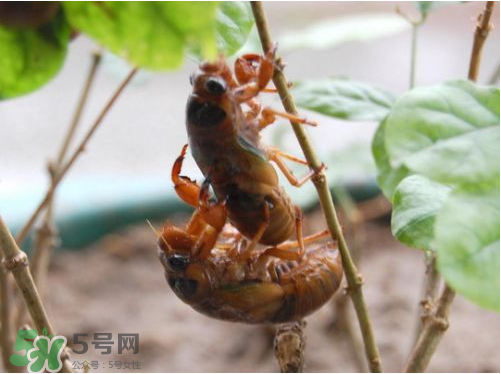 知了猴可以人工養(yǎng)殖嗎？知了猴怎么養(yǎng)殖？