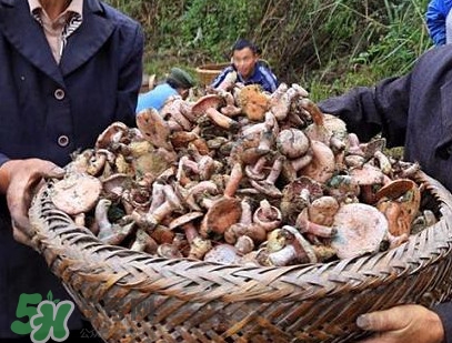 重陽(yáng)菌孕婦可以吃嗎？重陽(yáng)菌怎樣保存才新鮮