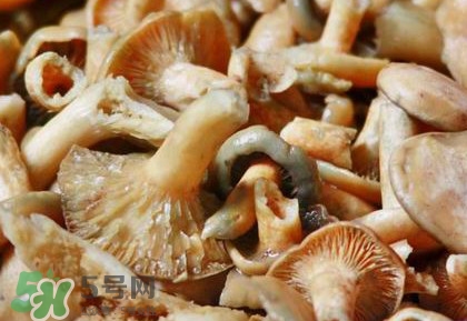怎樣鑒別重陽菌是否有毒？重陽菌是發(fā)物嗎