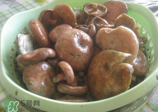 重陽菌多少錢一斤？重陽菌怎么清洗