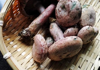 重陽(yáng)菌怎么做好吃？吃重陽(yáng)菌有什么好處