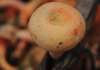重陽(yáng)菌可以種植嗎？重陽(yáng)菌為什么不能人工種植？