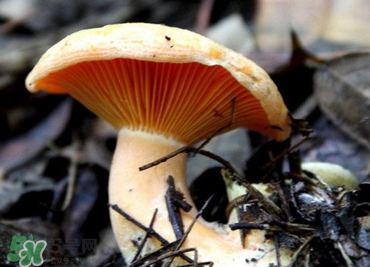 樅樹菌怎樣保存至冬季？樅樹菌能和榨菜一起吃嗎