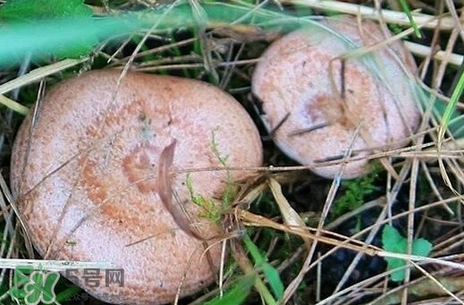 重陽菌多少錢一斤？重陽菌怎么清洗