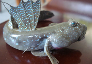 彈涂魚是兩棲動物嗎？彈涂魚營養(yǎng)價值有哪些