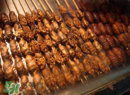蟬蛹吃什么部位？蟬蛹都有哪些營(yíng)養(yǎng)價(jià)值