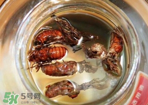 知了猴可以泡酒嗎？金蟬可以泡酒嗎？