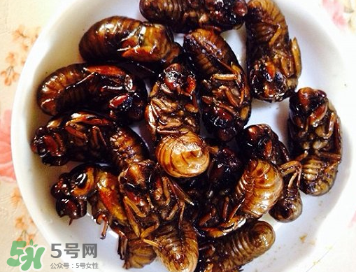 知了猴可以泡酒嗎？金蟬可以泡酒嗎？