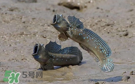彈涂魚多少錢一斤？彈涂魚有毒嗎