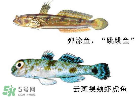 彈涂魚多少錢一斤？彈涂魚有毒嗎